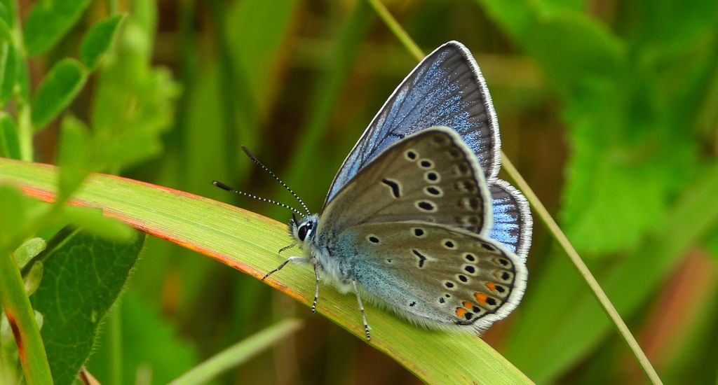 Modraszek amandus (Polyommatus amandus)