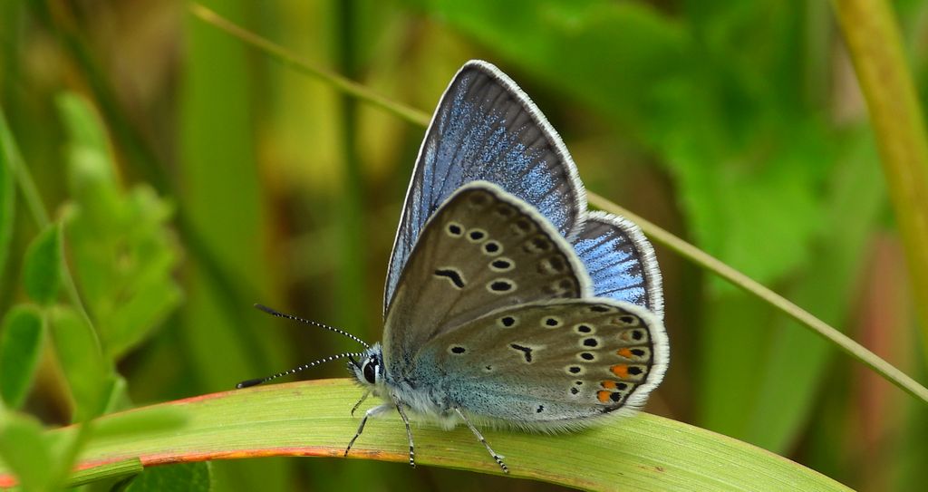 Modraszek amandus (Polyommatus amandus)
