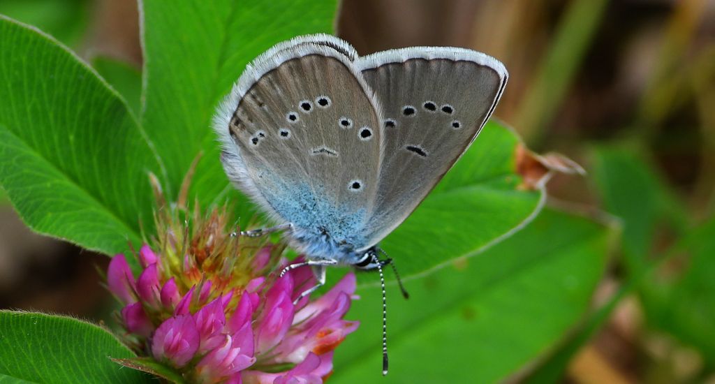 Modraszek semiargus (Polyommatus semiargus)