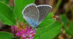 Modraszek semiargus (Polyommatus semiargus)