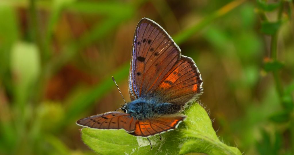 Czerwończyk zamgleniec (Lycaena alciphron)