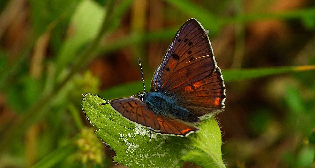 Czerwończyk zamgleniec (Lycaena alciphron)