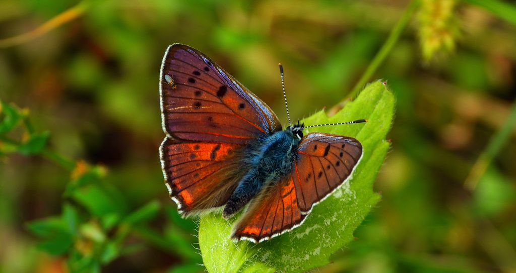Czerwończyk zamgleniec (Lycaena alciphron)
