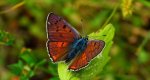 Czerwończyk zamgleniec (Lycaena alciphron)