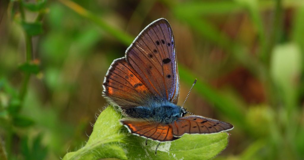 Czerwończyk zamgleniec (Lycaena alciphron)
