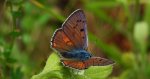 Czerwończyk zamgleniec (Lycaena alciphron)