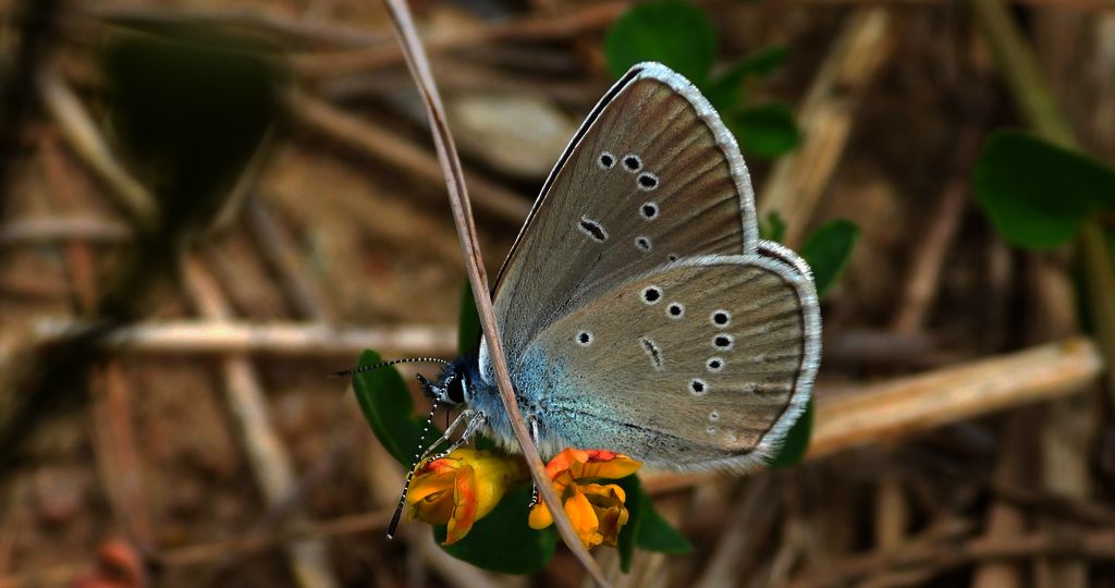 Modraszek semiargus (Polyommatus semiargus)