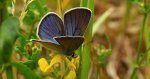 Modraszek semiargus (Polyommatus semiargus)