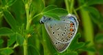 Modraszek amandus (Polyommatus amandus)