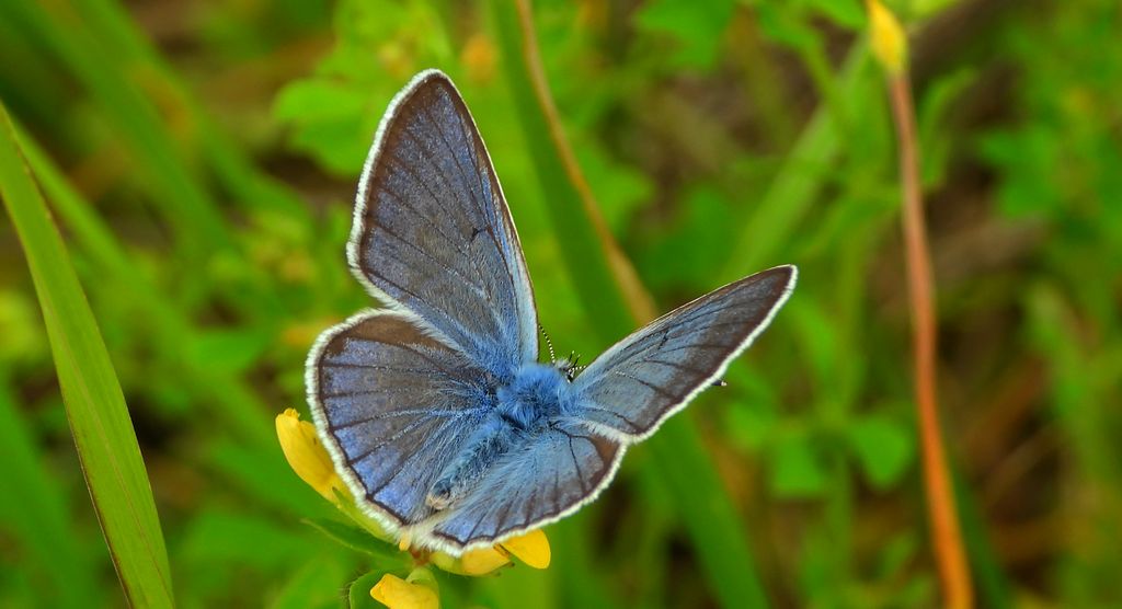 Modraszek amandus (Polyommatus amandus)