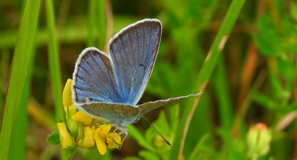 Modraszek amandus (Polyommatus amandus)