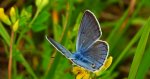 Modraszek amandus (Polyommatus amandus)
