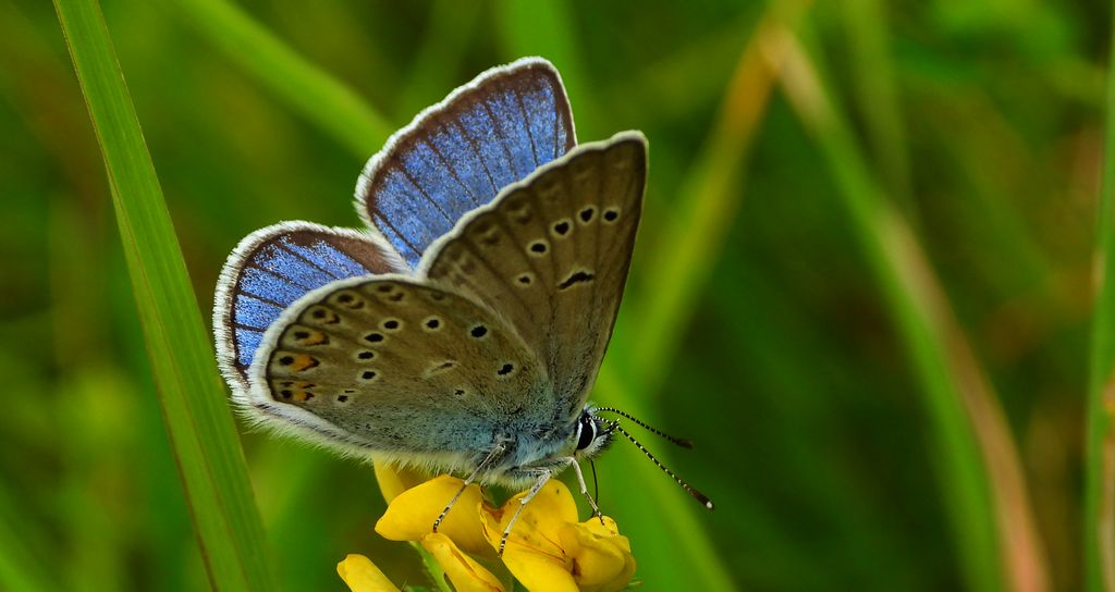 Modraszek amandus (Polyommatus amandus)