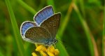 Modraszek amandus (Polyommatus amandus)