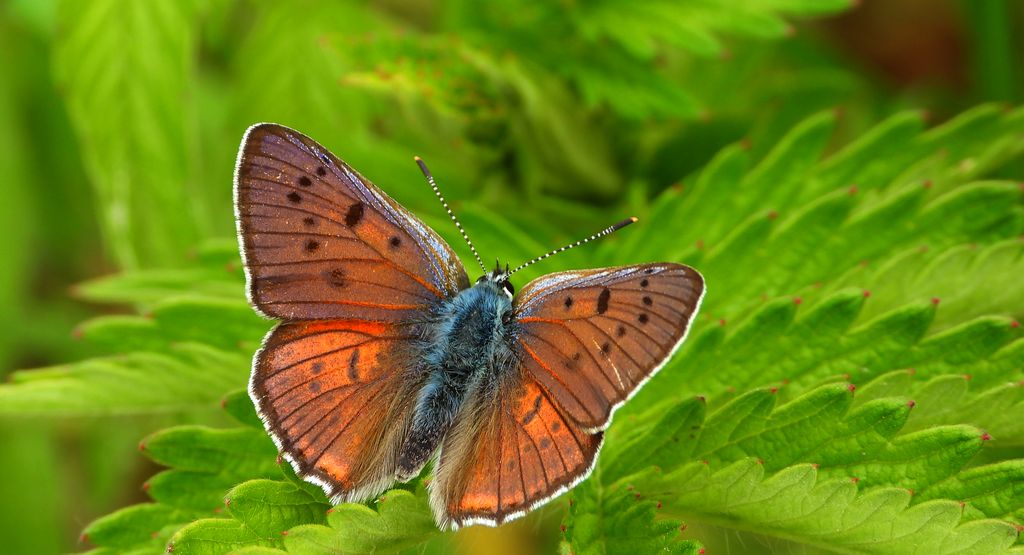 Czerwończyk zamgleniec (Lycaena alciphron)