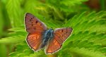 Czerwończyk zamgleniec (Lycaena alciphron)