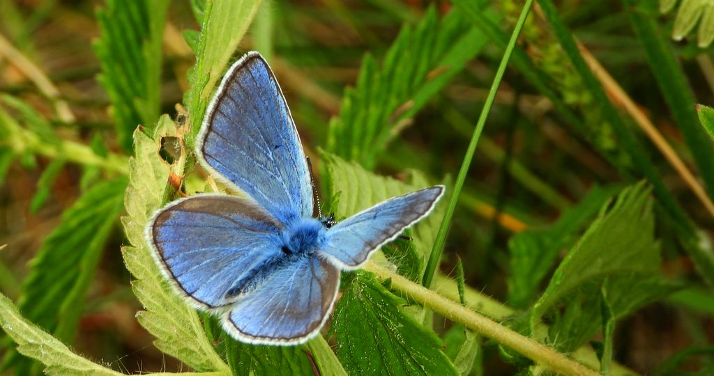 Modraszek amandus (Polyommatus amandus)