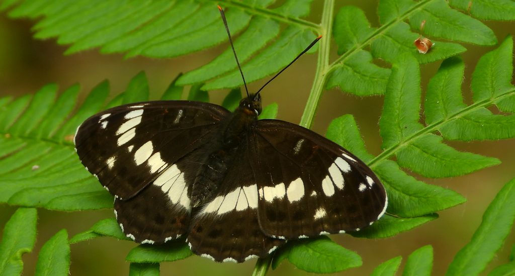 Pokłonnik kamilla, pokłonnik wróż (Limenitis camilla)