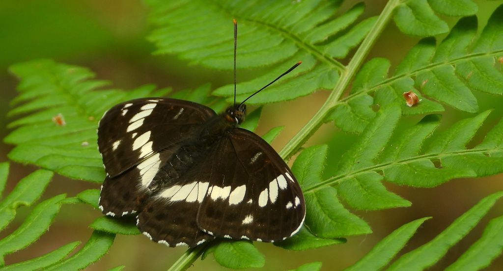 Pokłonnik kamilla, pokłonnik wróż (Limenitis camilla)