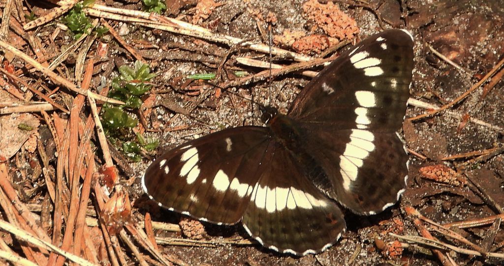 Pokłonnik kamilla, pokłonnik wróż (Limenitis camilla)