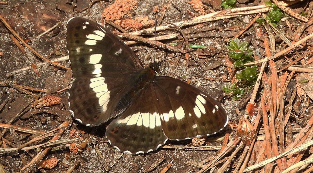 Pokłonnik kamilla, pokłonnik wróż (Limenitis camilla)
