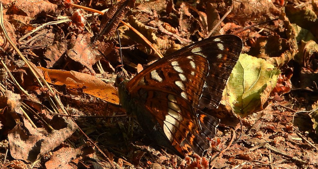 Pokłonnik osinowiec (Limenitis populi)