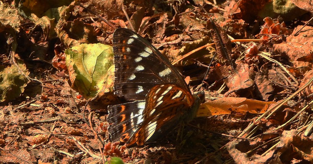 Pokłonnik osinowiec (Limenitis populi)