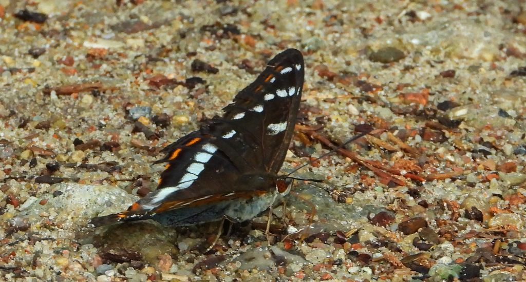 Pokłonnik osinowiec (Limenitis populi)