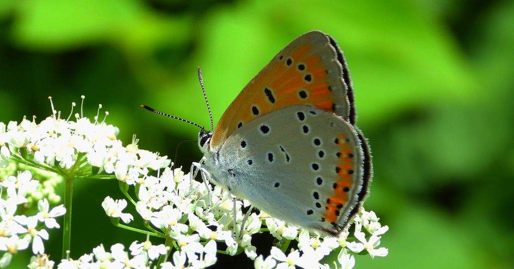 Czerwończyk nieparek, czerwończyk większy (Lycaena dispar)