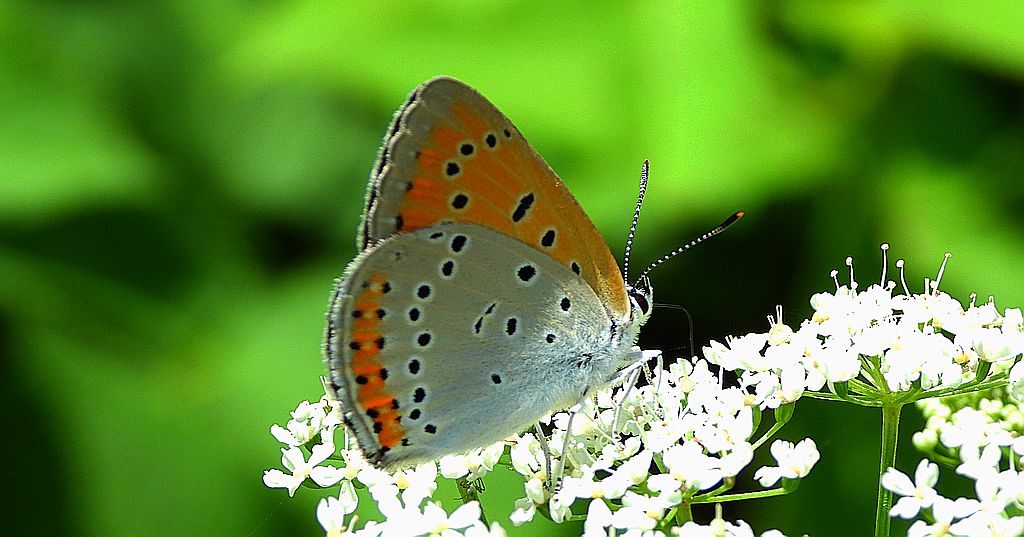 Czerwończyk nieparek, czerwończyk większy (Lycaena dispar)
