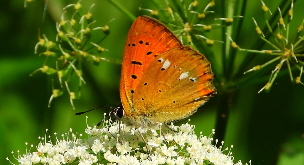Czerwończyk dukacik (Lycaena virgaureae)
