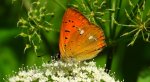 Czerwończyk dukacik (Lycaena virgaureae)