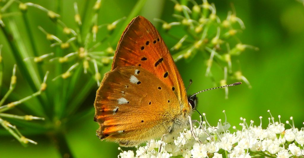 Czerwończyk dukacik (Lycaena virgaureae)