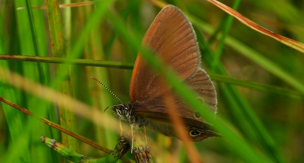 Strzępotek edypus (Coenonympha oedippus)
