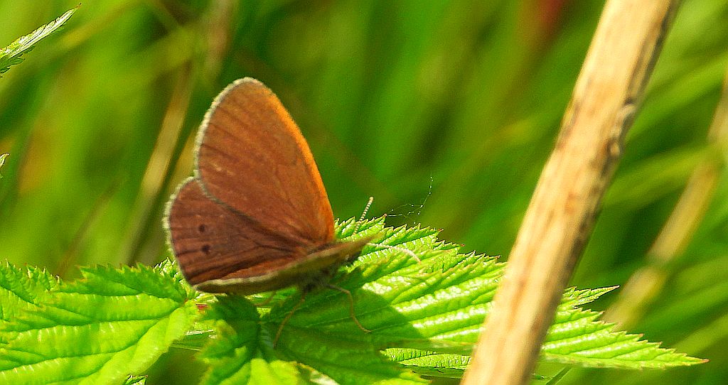Strzępotek edypus (Coenonympha oedippus)
