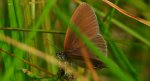Strzępotek edypus (Coenonympha oedippus)