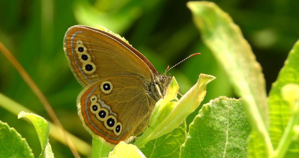 Strzępotek edypus (Coenonympha oedippus)