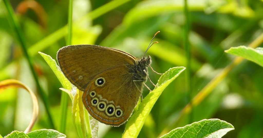Strzępotek edypus (Coenonympha oedippus)