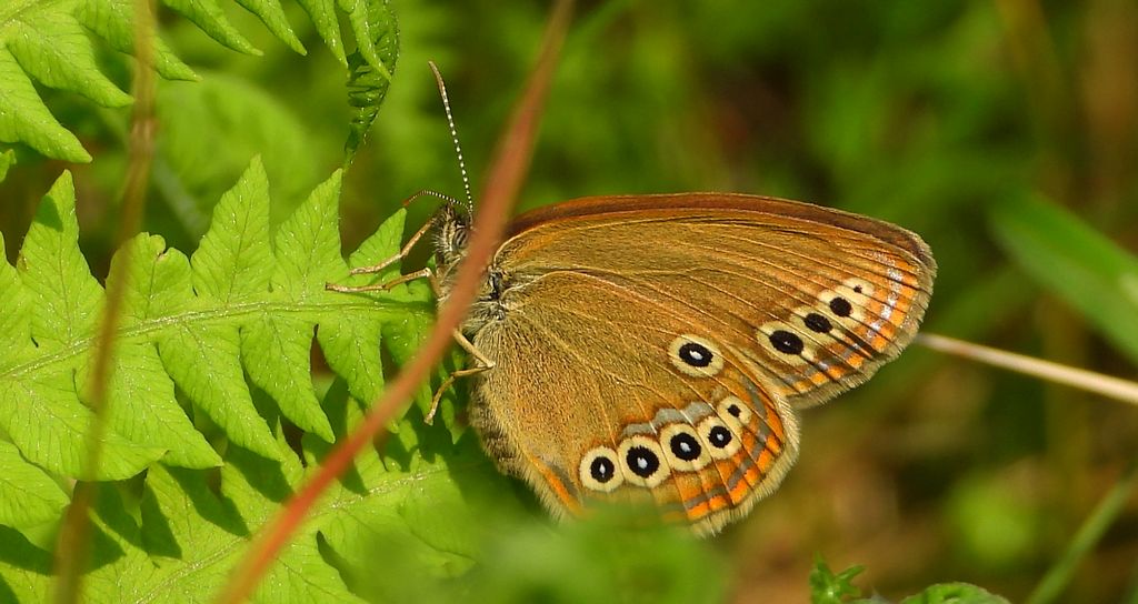 Strzępotek edypus (Coenonympha oedippus)