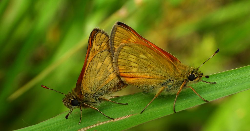 Karłątek kniejnik (Ochlodes venatus, Ochlodes sylvanus,Ochlodes faunus)