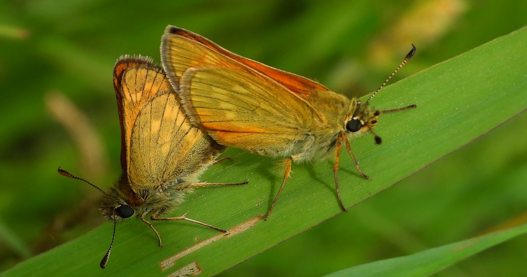 Karłątek kniejnik (Ochlodes venatus, Ochlodes sylvanus,Ochlodes faunus)