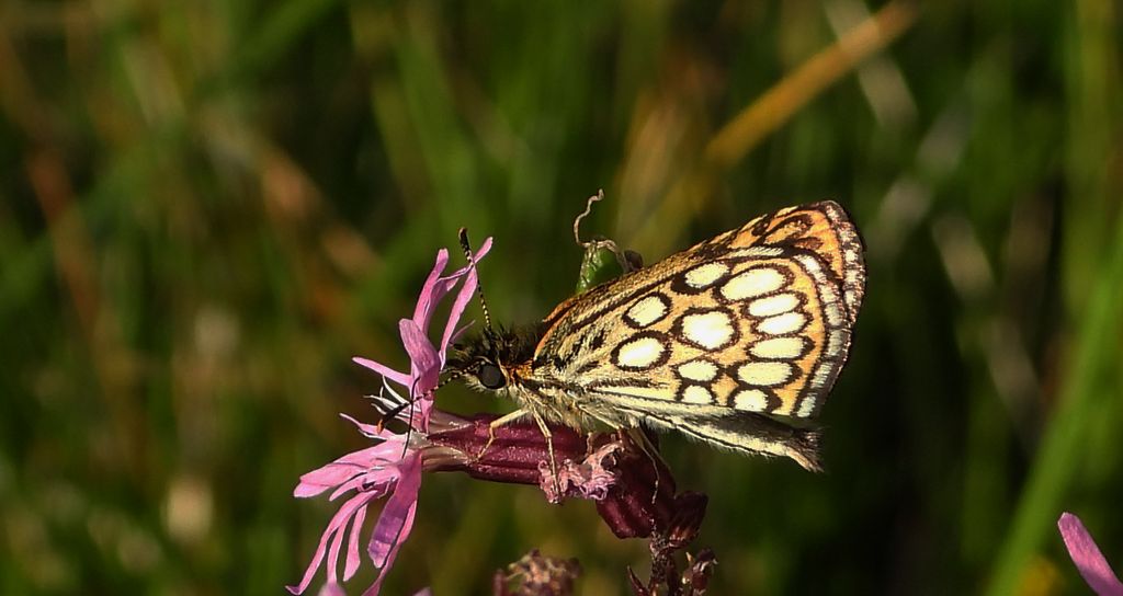 Rojnik morfeusz (Heteropterus morpheus)