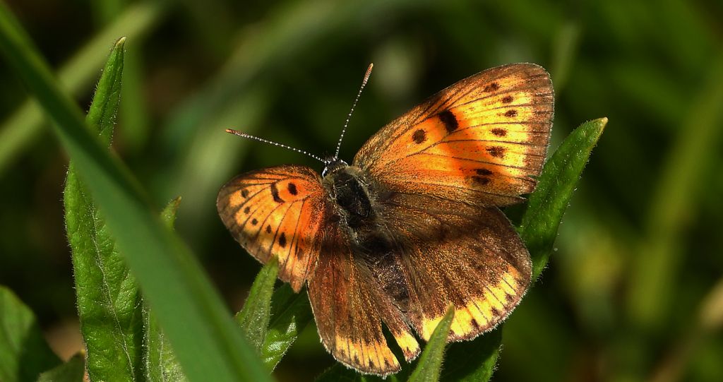 Czerwończyk nieparek, czerwończyk większy (Lycaena dispar)