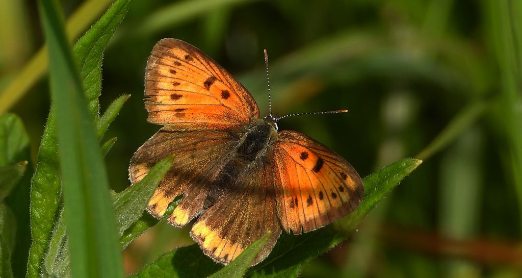 Czerwończyk nieparek, czerwończyk większy (Lycaena dispar)