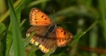Czerwończyk nieparek, czerwończyk większy (Lycaena dispar)