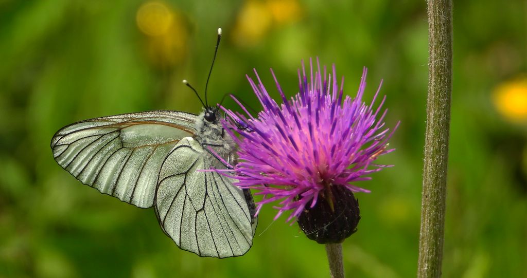 Niestrzęp głogowiec (Aporia crataegi)
