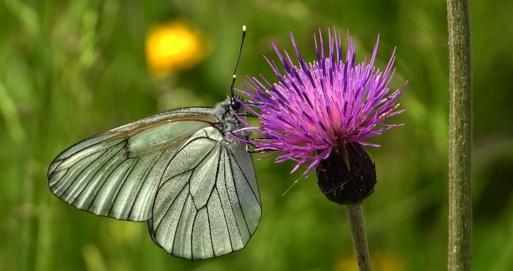 Niestrzęp głogowiec (Aporia crataegi)