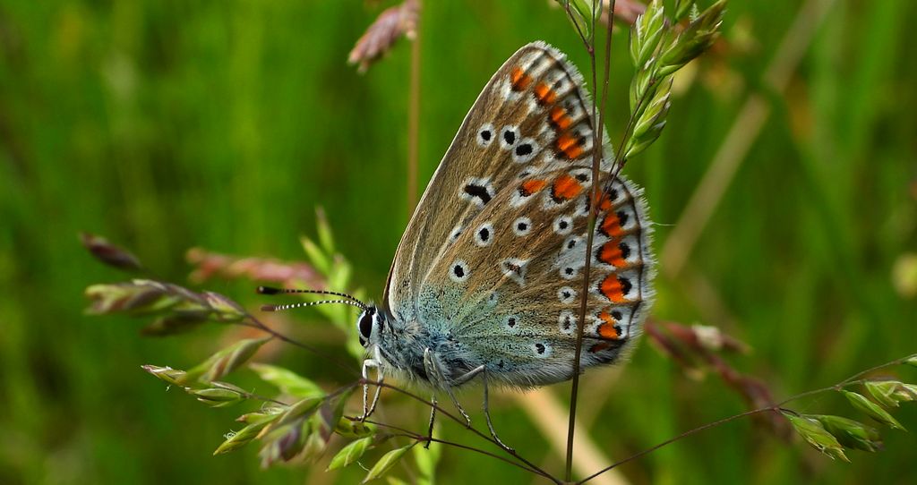 Modraszek ikar (Polyommatus icarus)