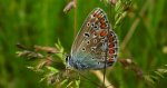Modraszek ikar (Polyommatus icarus)