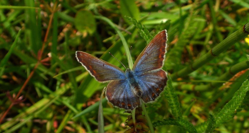 Modraszek ikar (Polyommatus icarus)